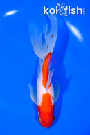 7.25" WATONAI GOLDFISH