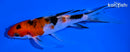 6" SANKE BUTTERFLY