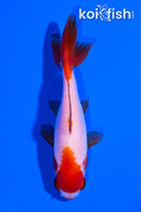 3.75" SARASA WAKIN GOLDFISH
