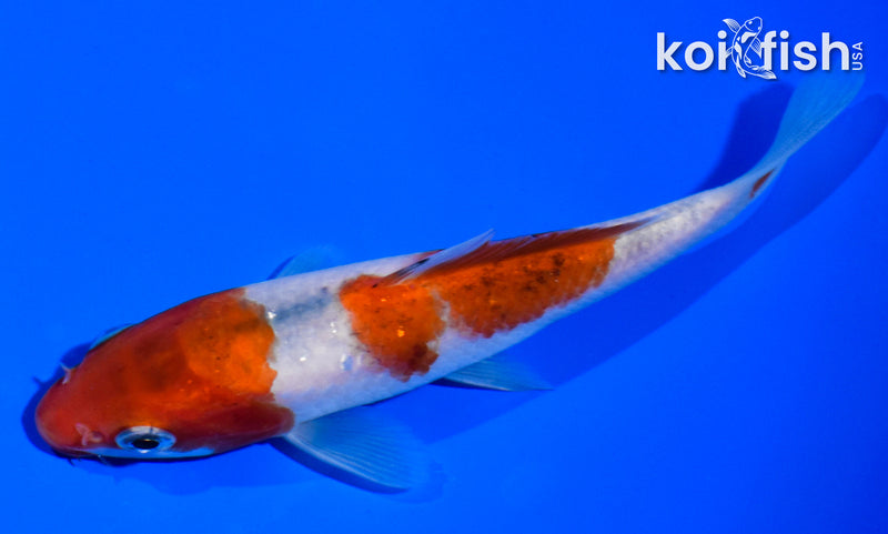 5" GOROMO