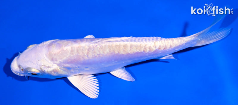5" ARAGOKE PLATINUM OGON