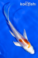 5" GINRIN KIKUSUI BUTTERFLY