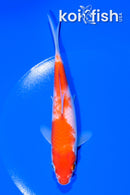 6" KOHAKU