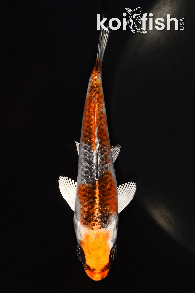 4.75" KUJAKU