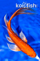 7.75" ARAGOKE ORENJI OGON BUTTERFLY