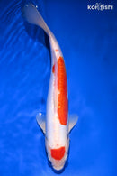12.5" DOITSU MARUTEN KOHAKU