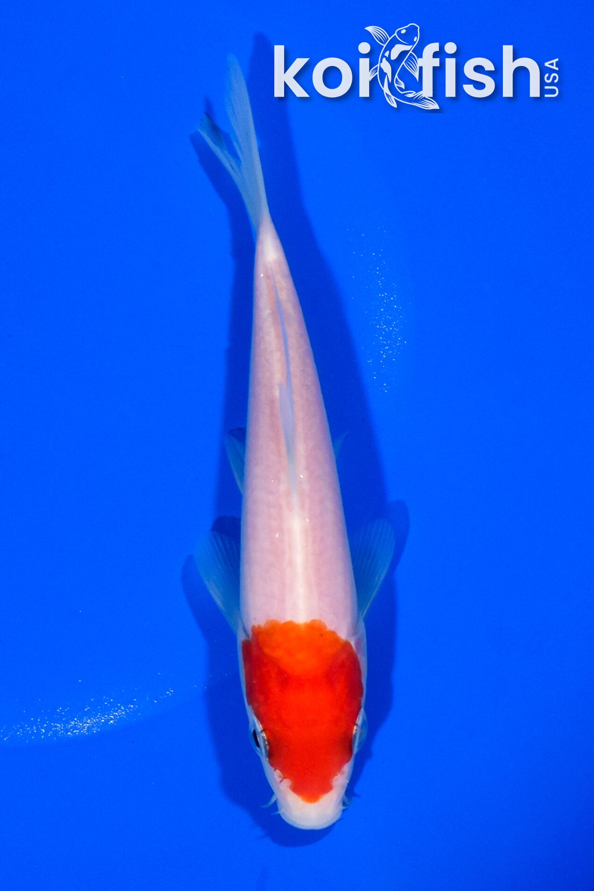 5.5