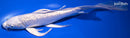 10.75" GINRIN PLATINUM OGON BUTTERFLY