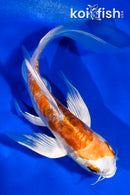 5" ARAGOKE HEISEI NISHIKI BUTTERFLY