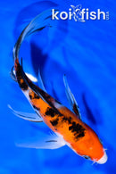 8.25" SANKE BUTTERFLY