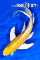 8.5" HARIWAKE BUTTERFLY