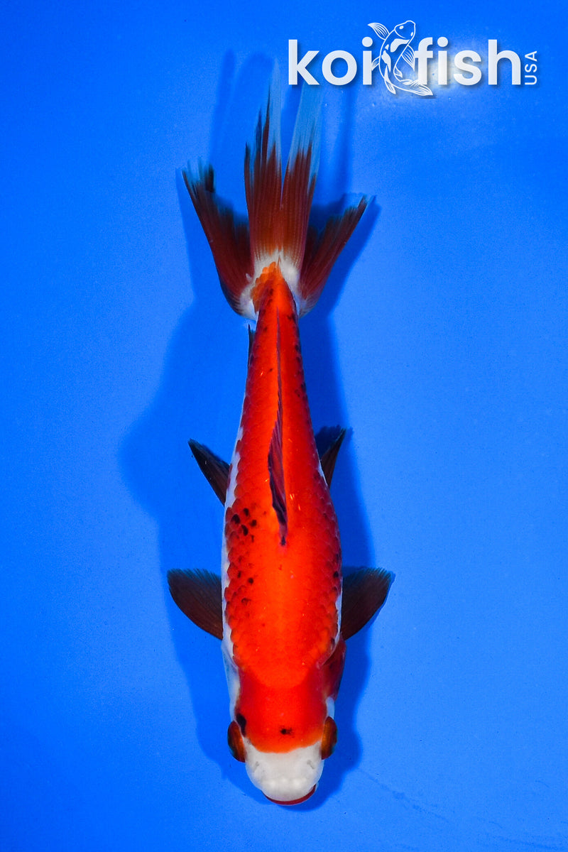 5.75" WAKIN GOLDFISH