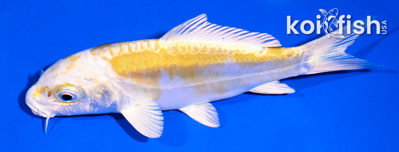 5" DOITSU LEMON HARIWAKE