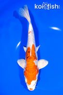 8.5" ARAGOKE HEISEI NISHIKI