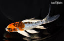 6.75" BENI KIKOKURYU BUTTERFLY