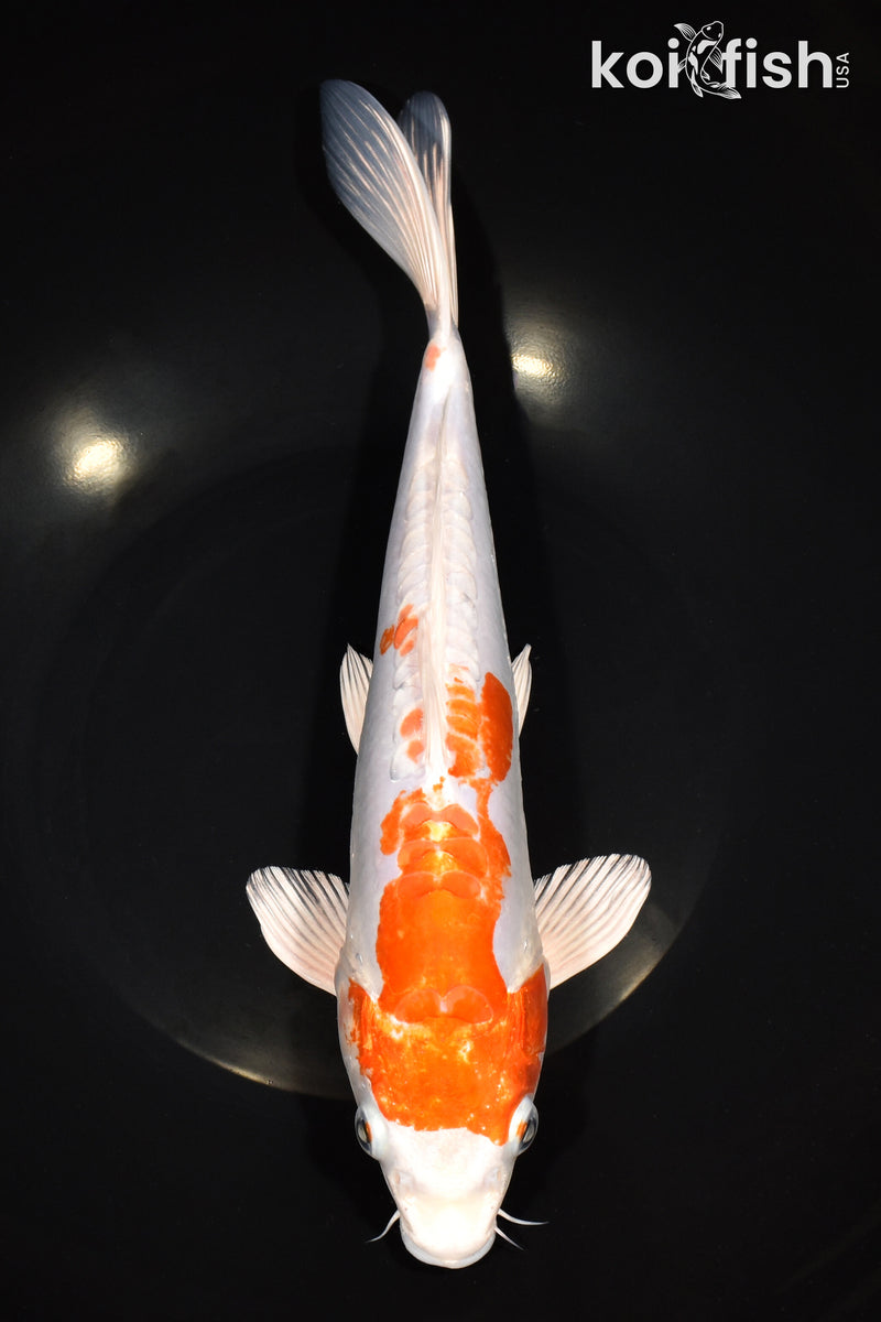 11.5" KIKUSUI