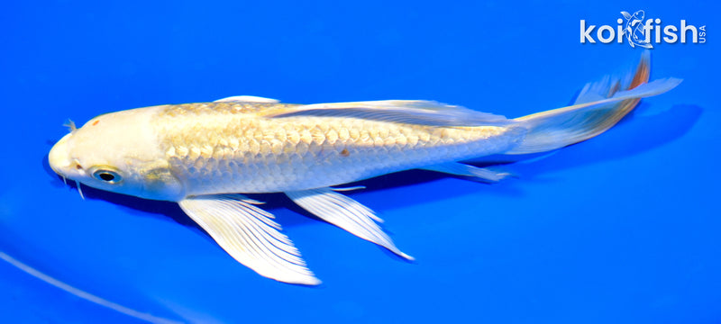 7.75" GINRIN YAMABUKI OGON BUTTERFLY