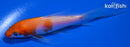 4.5" KOHAKU BUTTERFLY