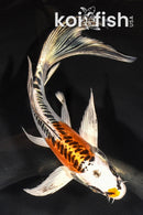 6" DOITSU KUJAKU BUTTERFLY