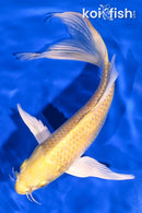 8.25" YAMABUKI OGON BUTTERFLY