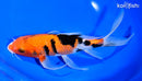 9.5" AKA SANKE BUTTERFLY