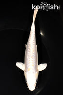 6.75" DOITSU LEMON HARIWAKE