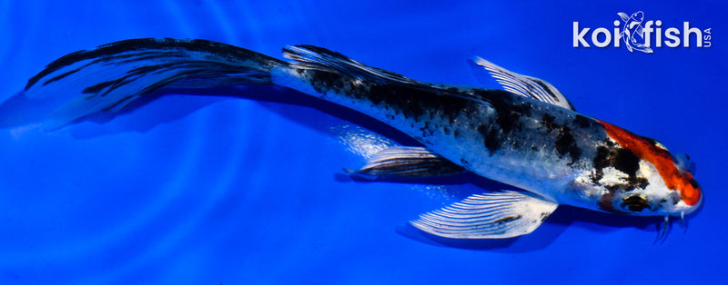 5.5" YAMATO NISHIKI BUTTERFLY