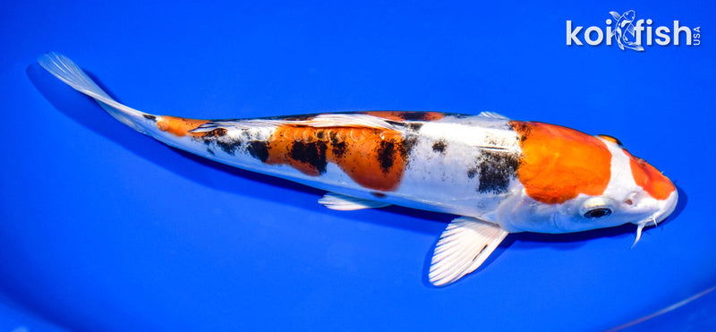 8.5" HEISEI NISHIKI