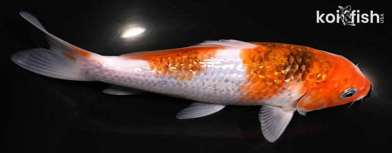 6.5" GINRIN GOROMO
