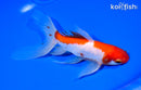 7.25" WATONAI GOLDFISH