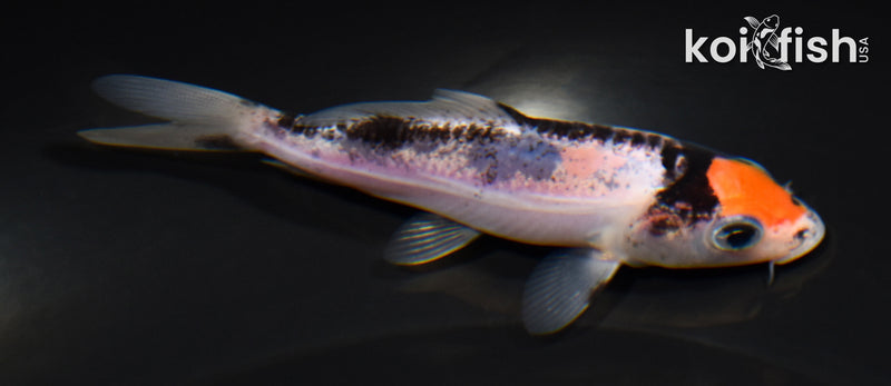 4.25" MARUTEN BENI KUMONRYU