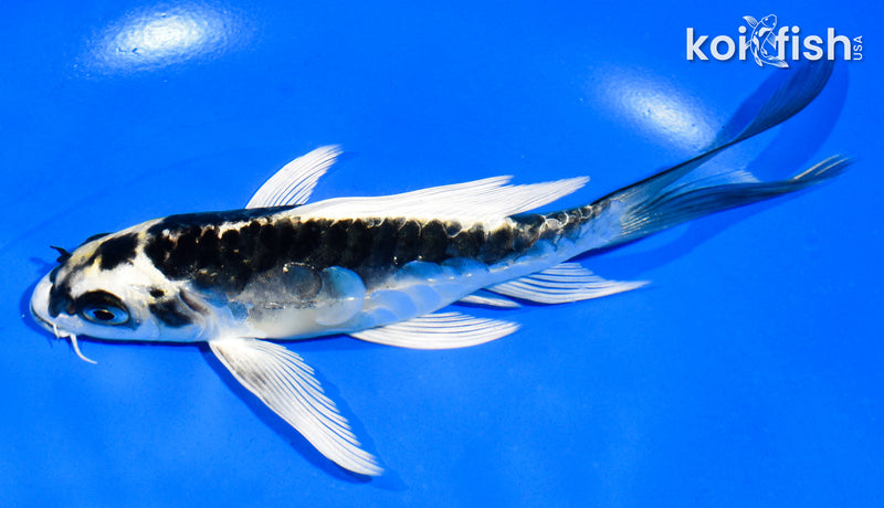 6" KIN KIKOKURYU BUTTERFLY