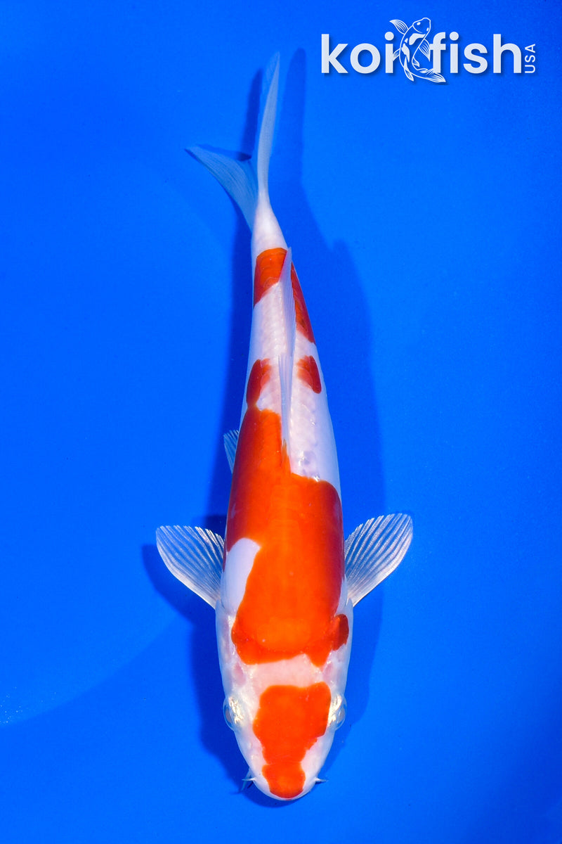 7.25" KIKUSUI