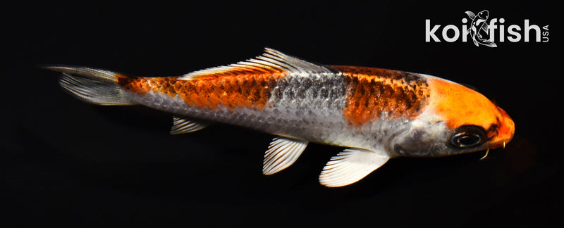 4.75" KUJAKU