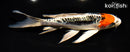 7.25" BENI KIKOKURYU BUTTERFLY