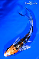 4.75" YAMATO NISHIKI BUTTERFLY
