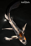 9.5" GINRIN BENI GINGA BUTTERFLY