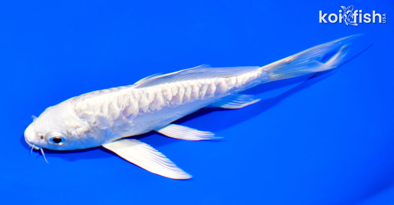 6" DOITSU PLATINUM OGON BUTTERFLY