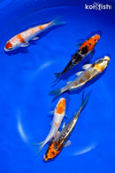 PACK OF (5) 4-4.5" STANDARD KOI