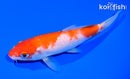 6" KOHAKU
