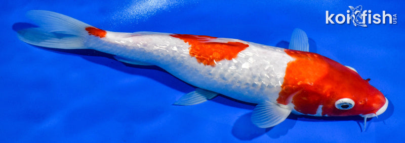 9.5" GINRIN SANDAN KOHAKU