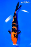 7.5" GINRIN ORENJI BEKKO