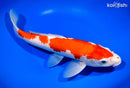 12.5" KOHAKU