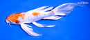 8" HARIWAKE BUTTERFLY