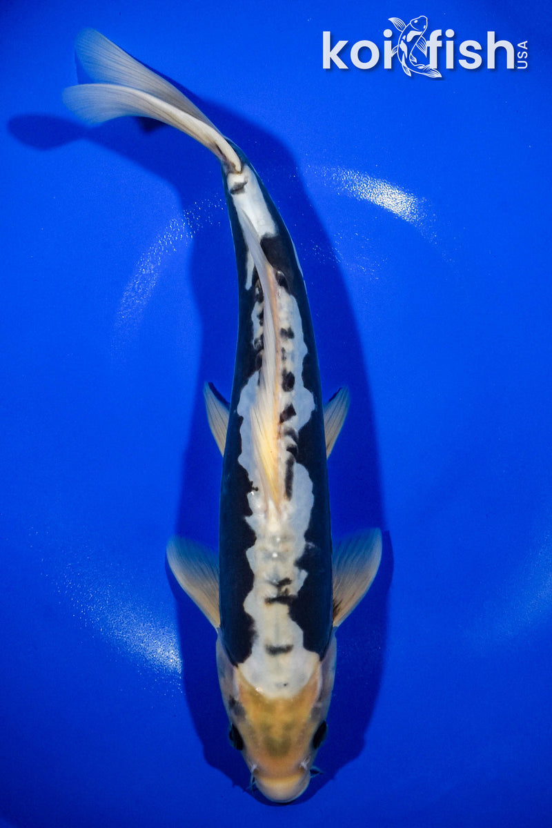 14.5" KUMONRYU