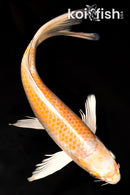 9.5" HARIWAKE BUTTERFLY