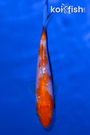 4.25" GINRIN KOHAKU