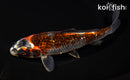 6.75" GINRIN BENI GINGA