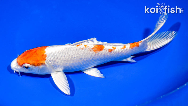 7.5" HARIWAKE