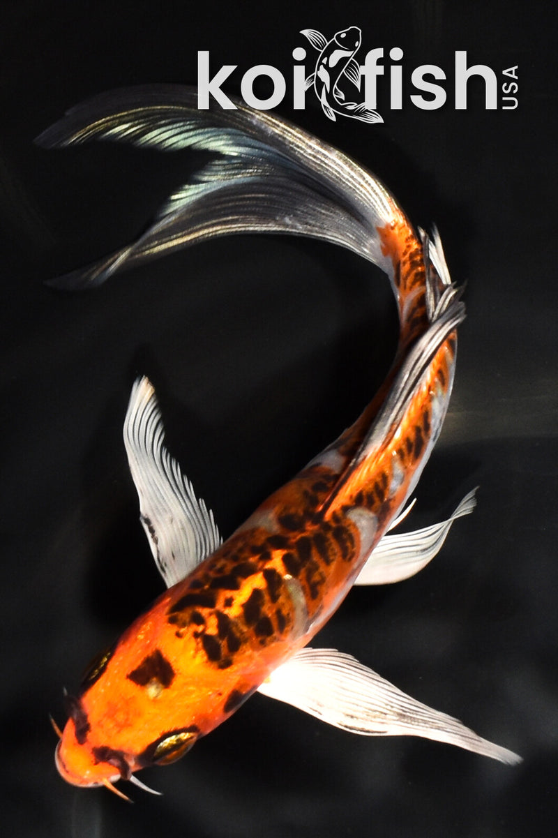 7" ARAGOKE BENI KIKOKURYU BUTTERFLY